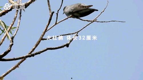 灶马蟋叫声视频,揭秘夏夜虫鸣的秘密